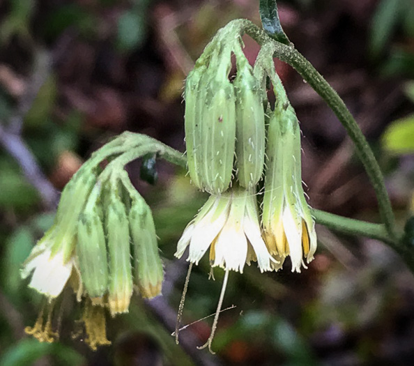 image of Nabalus serpentaria, Lion's-foot Rattlesnake-root, Gall-of-the-Earth