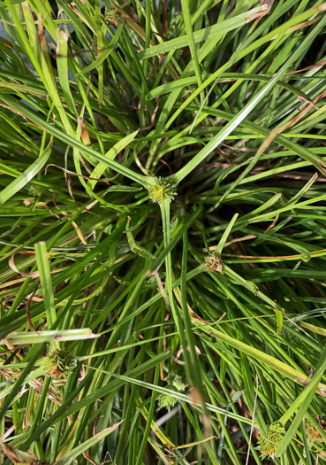 image of Cyperus metzii, Crested Greenhead Sedge, Asian Spikesedge