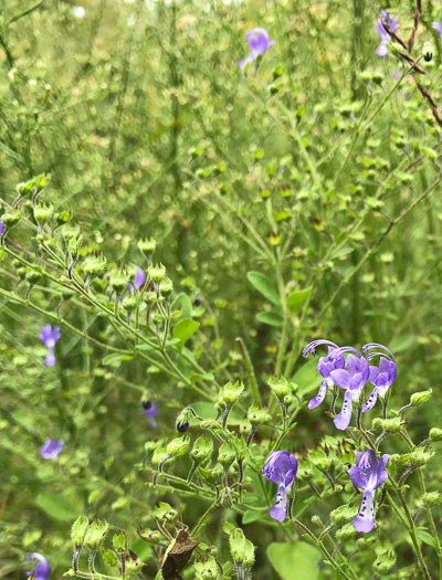 image of Trichostema dichotomum, Common Blue Curls, Forked Blue Curls