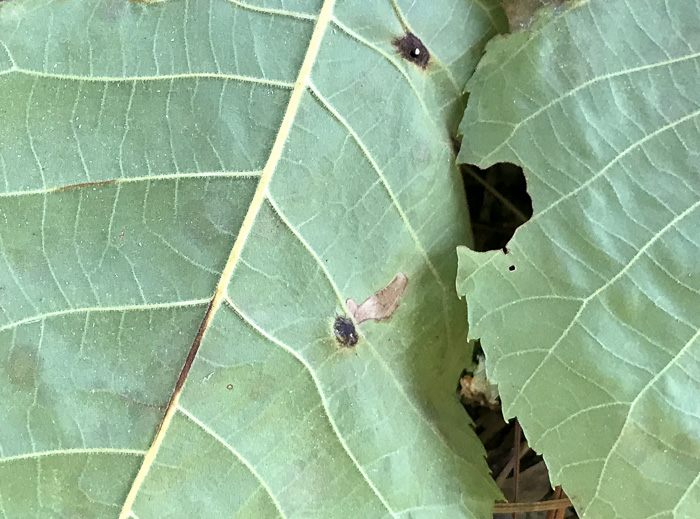 image of Carya cordiformis, Bitternut Hickory