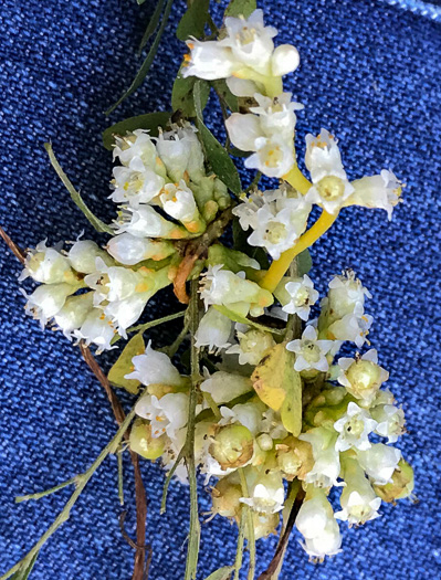 image of Cuscuta campestris, Field Dodder, Prairie Dodder, Golden Dodder