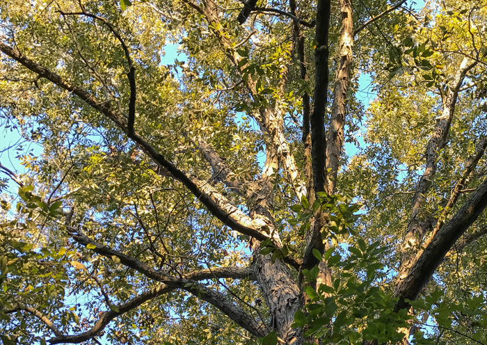 image of Carya carolinae-septentrionalis, Carolina Shagbark Hickory, Southern Shagbark Hickory, Carolina Hickory