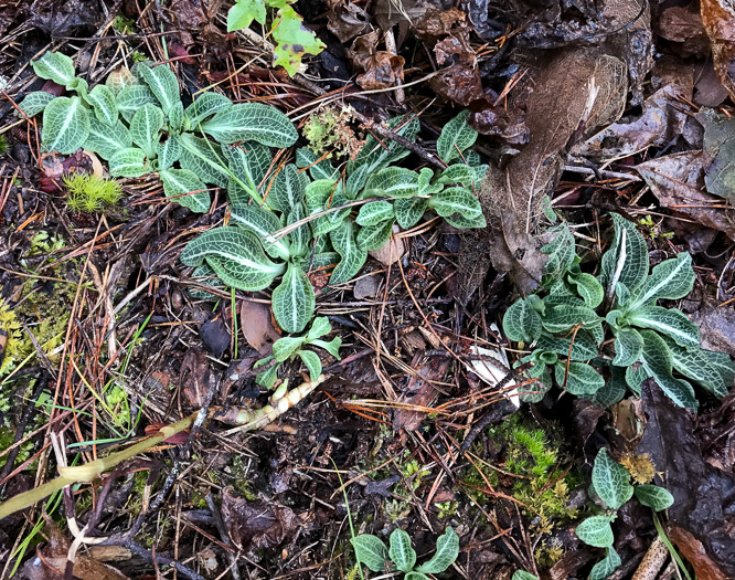 image of Goodyera pubescens, Downy Rattlesnake-orchid, Downy Rattlesnake-plantain