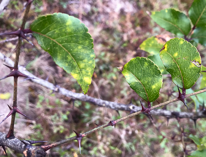 image of Zanthoxylum clava-herculis, Southern Toothache Tree, Hercules-club, Sea-ash, Southern Prickly-ash