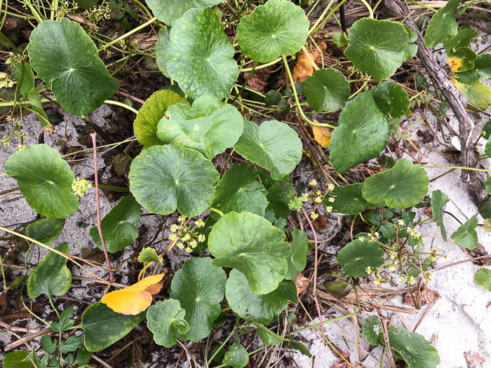 image of Hydrocotyle bonariensis, Dune Pennywort, Seaside Pennywort, Dune Water-pennywort, Largeleaf Pennywort