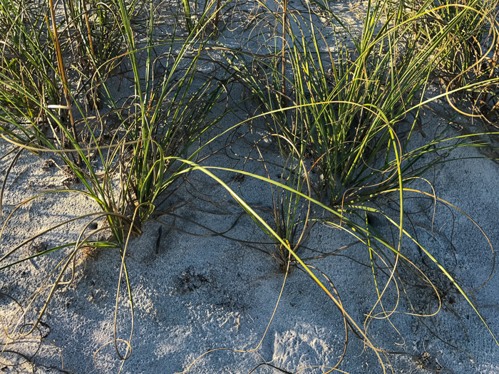 image of Uniola paniculata, Sea Oats