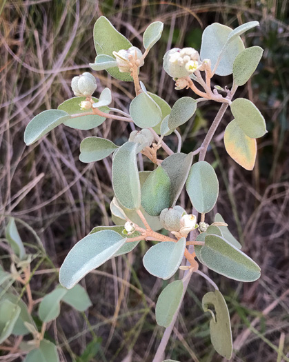 image of Croton punctatus, Silverleaf Croton, Gulf Croton, Beach-tea