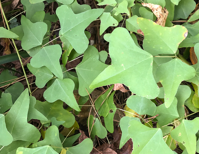 Erythrina herbacea, Coral-bean, Cardinal-spear