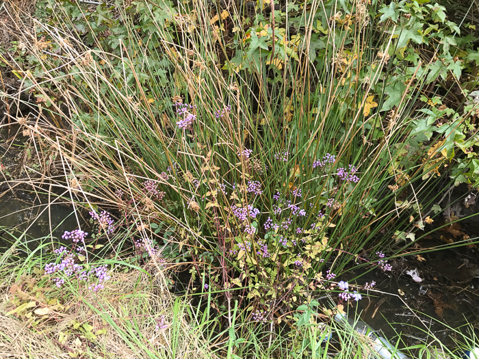 image of Conoclinium coelestinum, Mistflower, Wild Ageratum, Hardy Ageratum