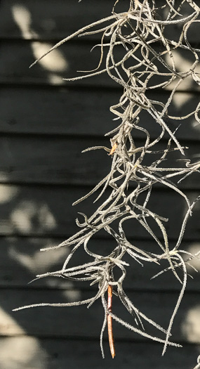 image of Tillandsia usneoides, Spanish-moss, Long-moss