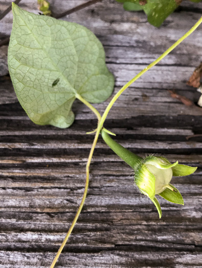 image of Ipomoea triloba, Little-bell