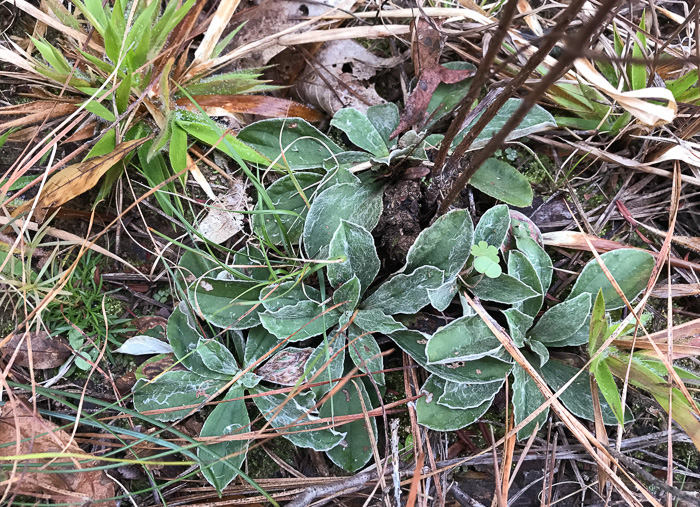 image of Antennaria plantaginifolia, Plantainleaf Pussytoes, Plantain Pussytoes