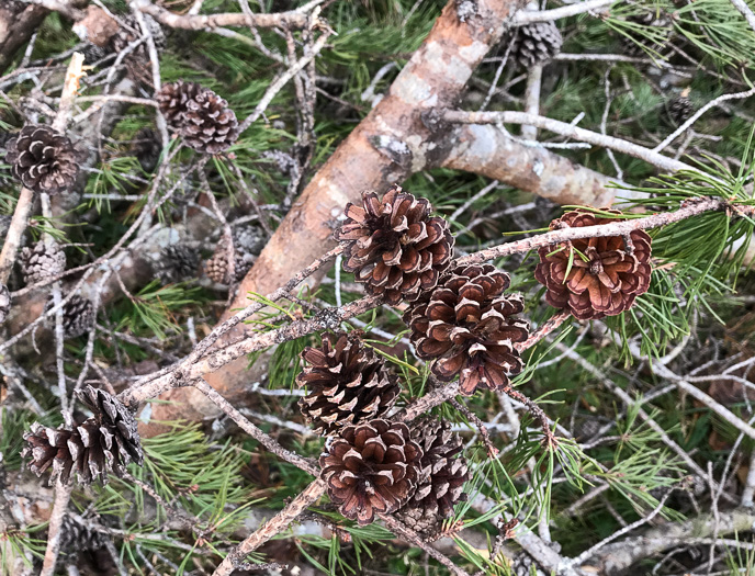 image of Pinus virginiana, Virginia Pine, Scrub Pine, Jersey Pine, Possum Pine