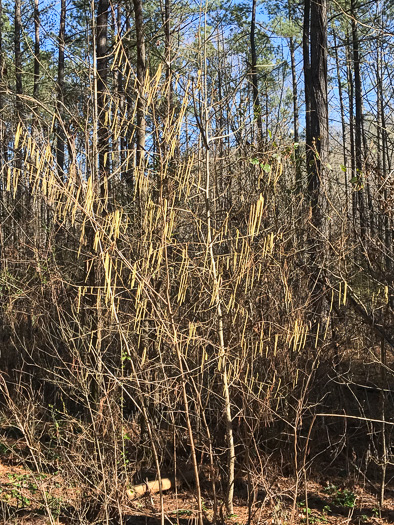 image of Corylus americana, American Hazelnut, American Filbert