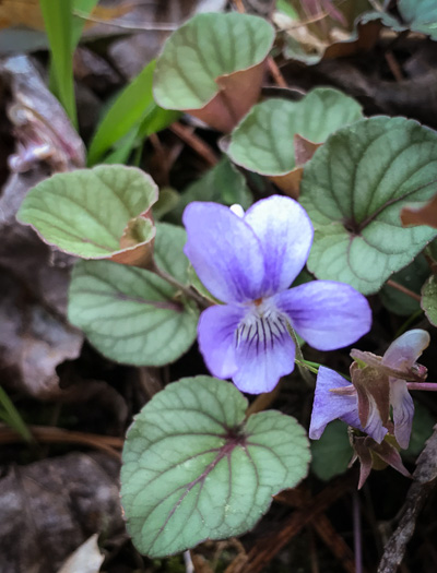 image of Viola walteri, Walter's Violet, Prostrate Blue Violet