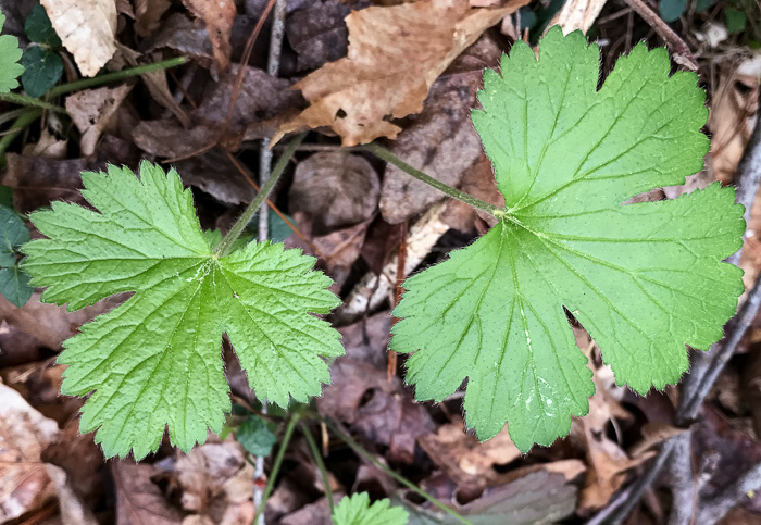 image of Waldsteinia lobata, Piedmont Barren Strawberry, Lobed Barren Strawberry