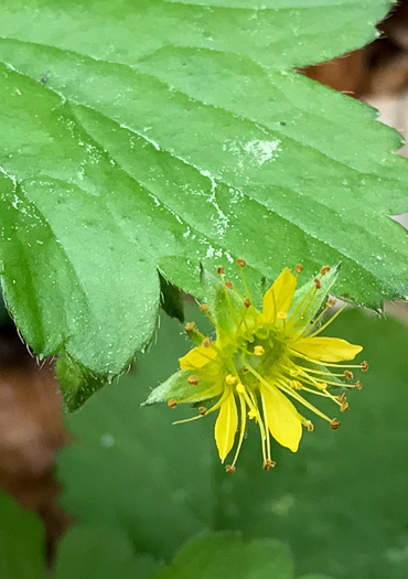 image of Waldsteinia lobata, Piedmont Barren Strawberry, Lobed Barren Strawberry