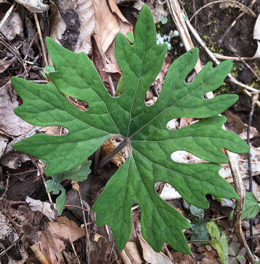 image of Sanguinaria canadensis, Bloodroot, Red Puccoon