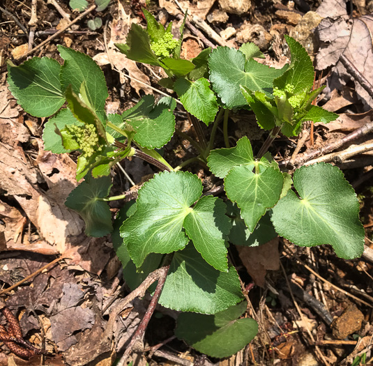 image of Zizia aptera, Heartleaf Golden-Alexanders, Heartleaf Alexanders