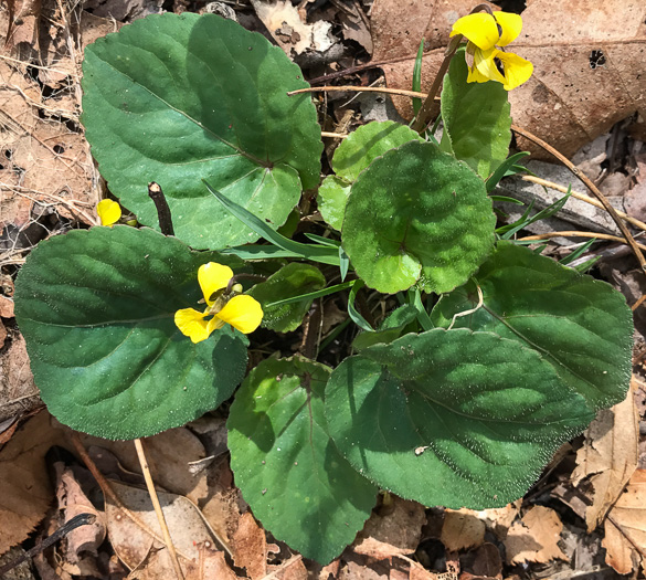 image of Viola rotundifolia, Roundleaf Yellow Violet, Early Yellow Violet