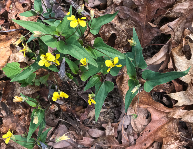 image of Viola hastata, Halberdleaf Violet, Halberdleaf Yellow Violet, Spearleaf Violet, Silverleaf Violet