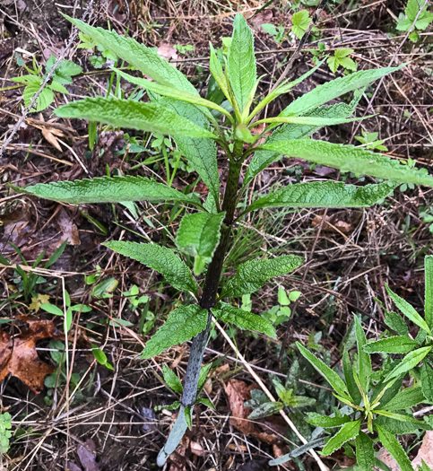 image of Eutrochium fistulosum, Hollow-stem Joe-pye-weed