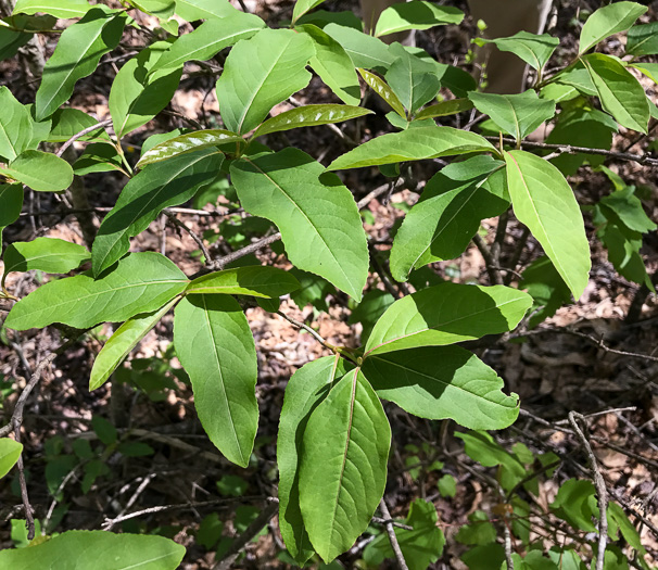 image of Viburnum cassinoides, Northern Wild Raisin, Witherod, Shonny Haw, Shawnee Haw