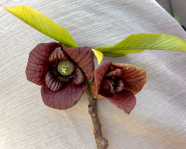 image of Asimina triloba, Common Pawpaw, Indian-banana