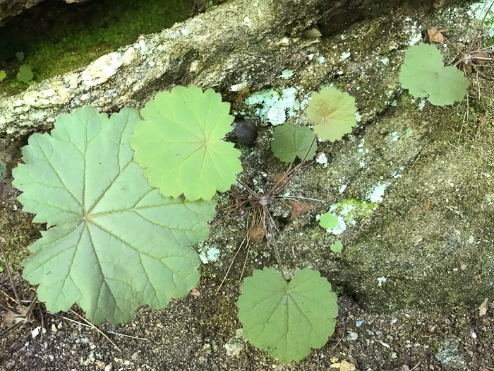 image of Heuchera parviflora var. parviflora, Littleflower Alumroot, Cave Alumroot, Cumberland Grotto Alumroot, Small-flower Alumroot