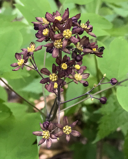 image of Caulophyllum thalictroides, Common Blue Cohosh, Papooseroot, Green Vivian