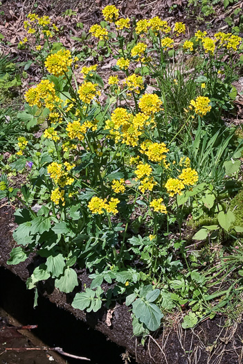 image of Brassica rapa, Turnip, Field Mustard, Field Rape, Chinese Cabbage