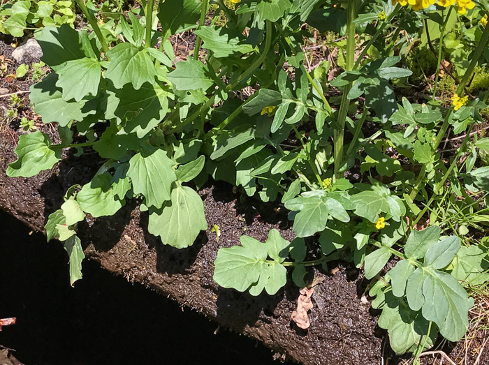 image of Brassica rapa, Turnip, Field Mustard, Field Rape, Chinese Cabbage