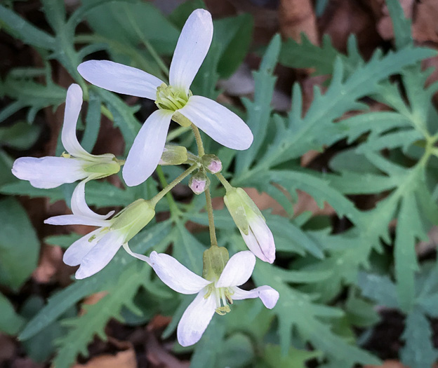 image of Cardamine concatenata, Cutleaf Toothwort