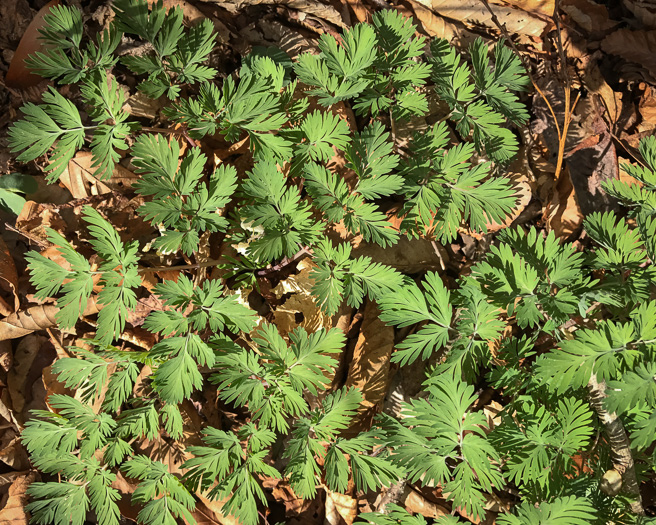 image of Dicentra cucullaria, Dutchman's Britches