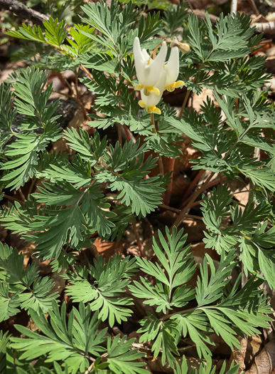 image of Dicentra cucullaria, Dutchman's Britches