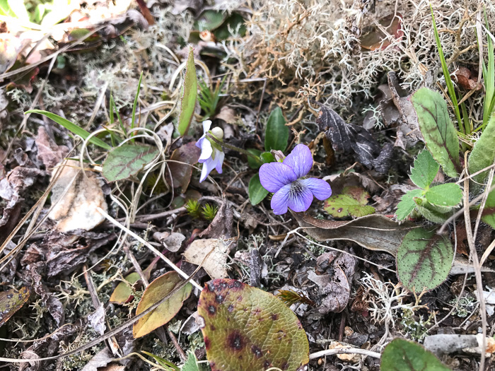 image of Viola fimbriatula, Ovate-leaf Violet, Northern Downy Violet, Sand Violet