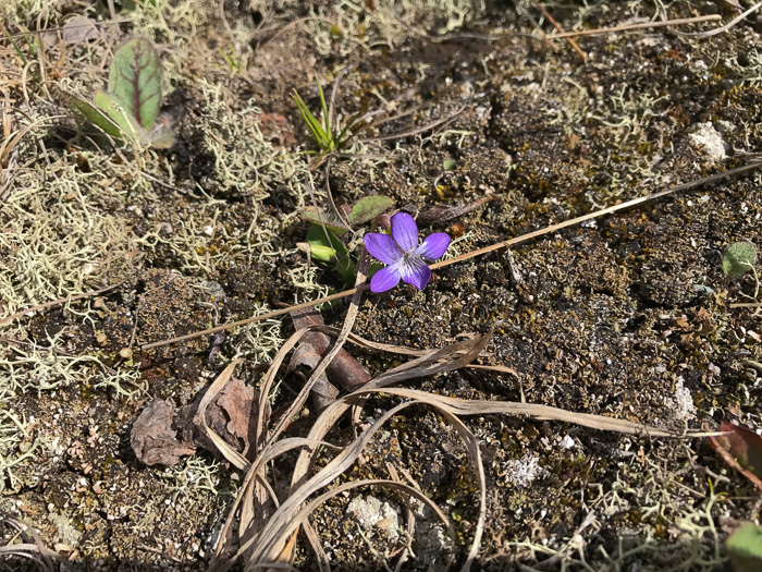 image of Viola fimbriatula, Ovate-leaf Violet, Northern Downy Violet, Sand Violet