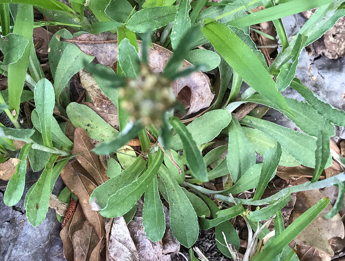 image of Gamochaeta purpurea, Spoonleaf Purple Everlasting, Purple Cudweed