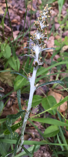 image of Gamochaeta purpurea, Spoonleaf Purple Everlasting, Purple Cudweed