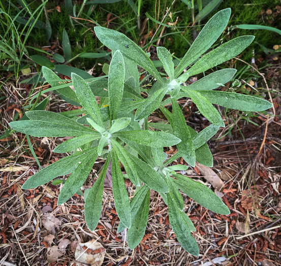 image of Pseudognaphalium obtusifolium, Fragrant Rabbit-tobacco, Eastern Rabbit-tobacco, Sweet Everlasting, Catfoot