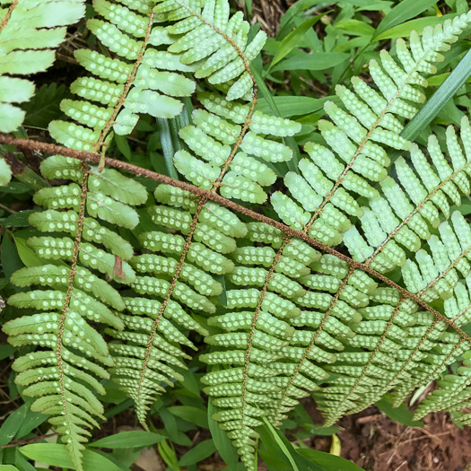 image of Dryopteris erythrosora, Autumn Fern, Japanese Red Shield-fern, Japanese Shield-fern