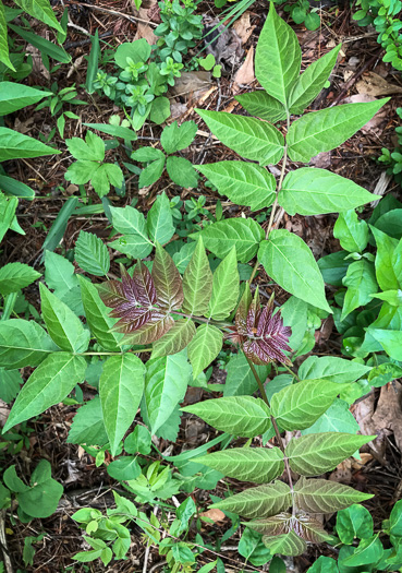 image of Ailanthus altissima, Ailanthus, Tree-of-heaven, Stink-tree