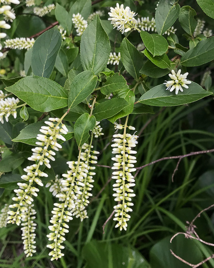 image of Itea virginica, Virginia Sweetspire, Virginia-willow