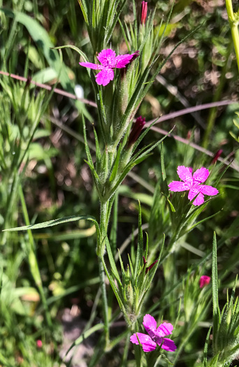 image of Dianthus armeria, Deptford Pink