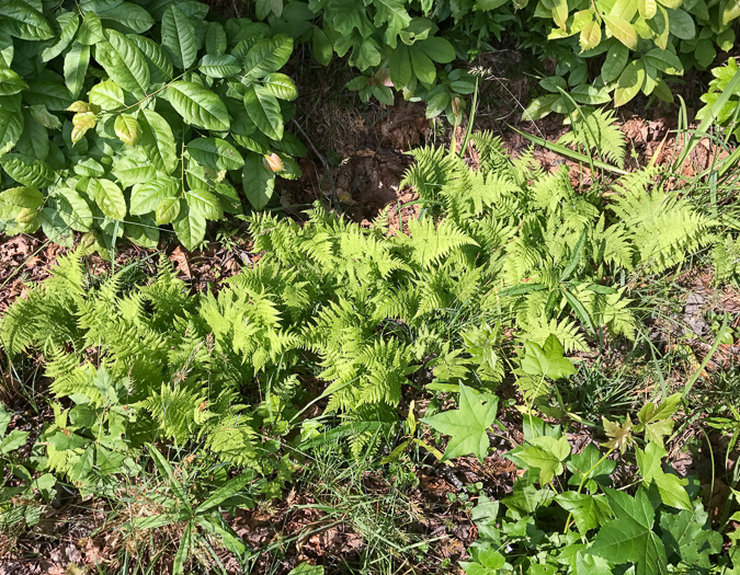 image of Amauropelta noveboracensis, New York Fern