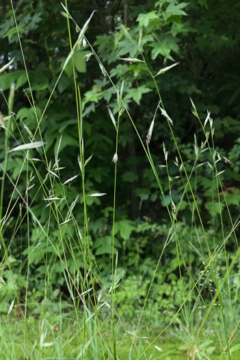 image of Danthonia spicata, Poverty Oatgrass, Moonshine Grass, 'Curly Dan'