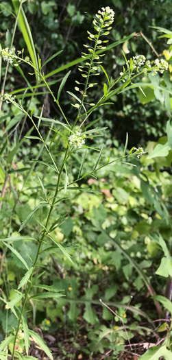 image of Lepidium virginicum var. virginicum, Poor Man's Pepper, Peppergrass