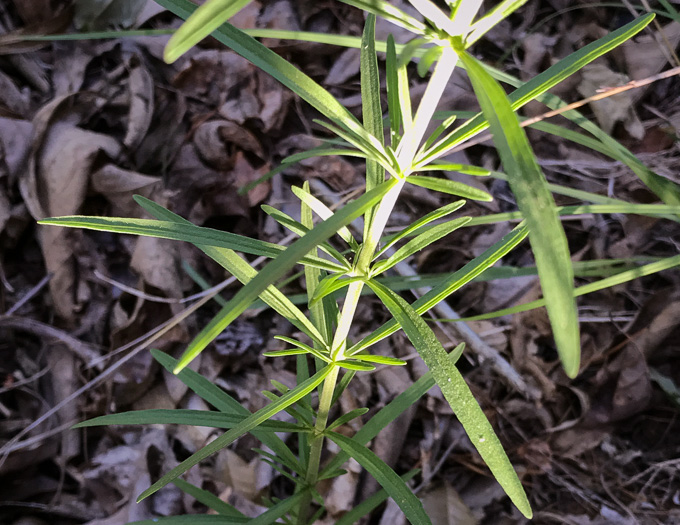 image of Eupatorium hyssopifolium, Hyssopleaf Boneset, Hyssopleaf Thoroughwort, Hyssopleaf Eupatorium