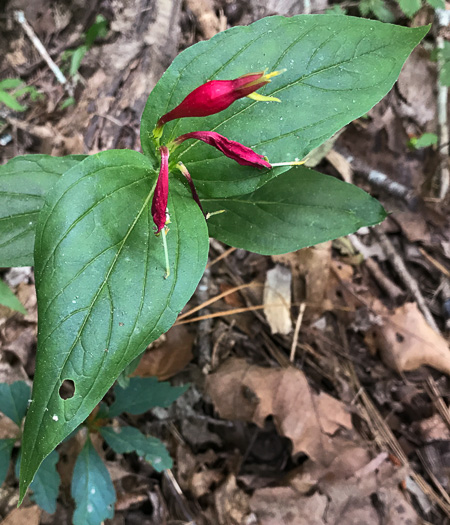 image of Spigelia marilandica, Indian-pink, Woodland Pinkroot, Wormgrass