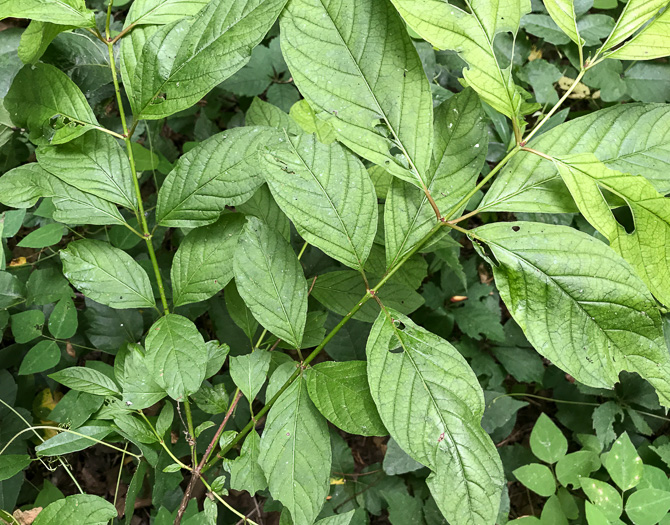 image of Cephalanthus occidentalis, Buttonbush